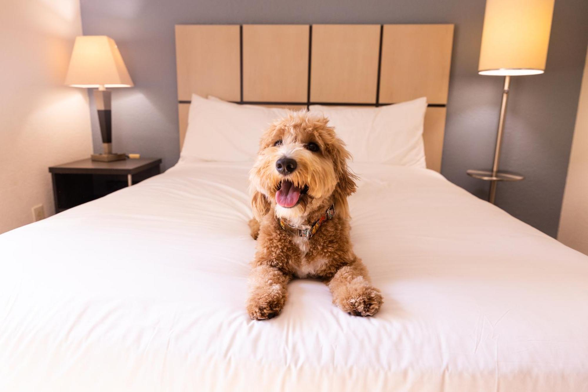 Sonesta Simply Suites Parsippany Morris Plains Exterior foto